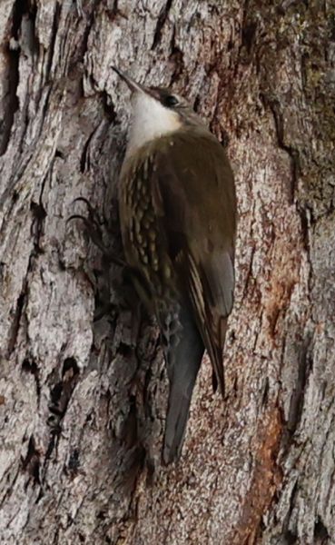 White-throated treecreeper