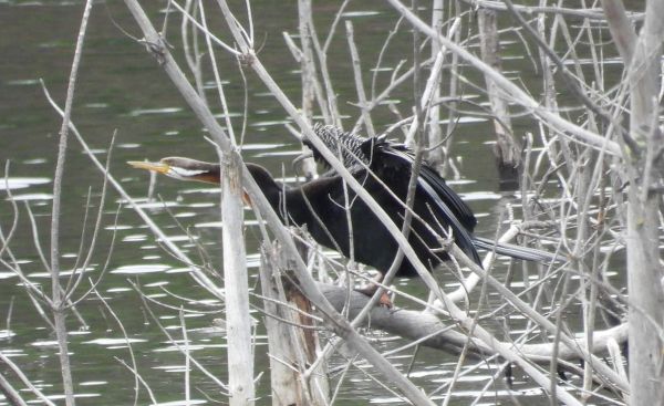 Australasian darter