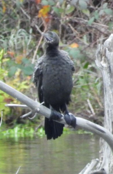 Little black cormorant