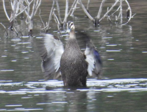 Pacific black duck