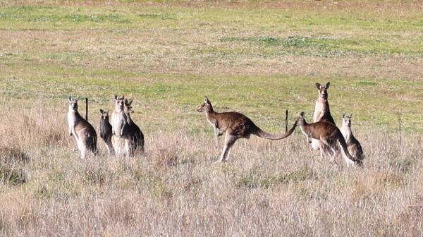 Kangaroos near Ginninderra Drive