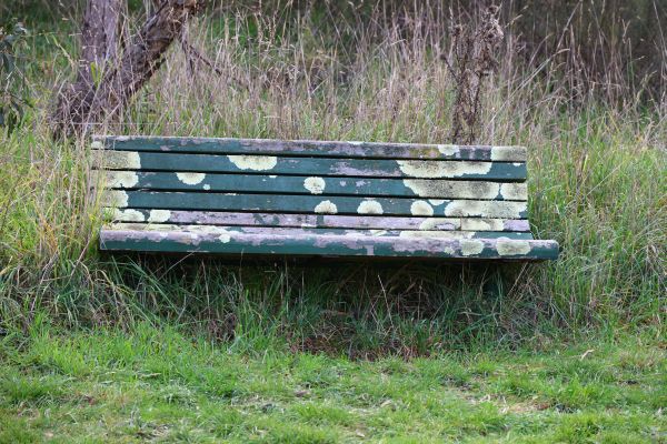 Lichen covered seat