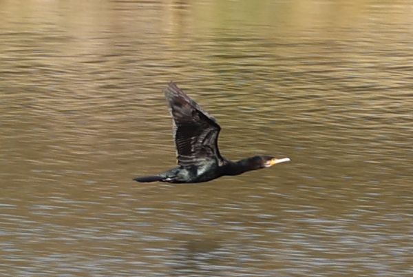 Cormorant