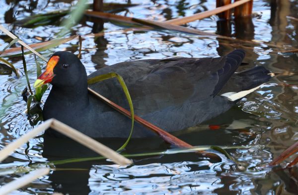Dusky moorhen