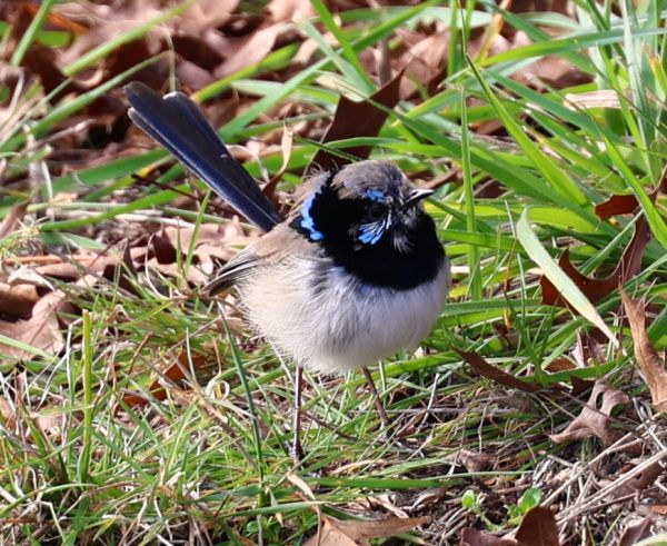 Scraggly fairy wren