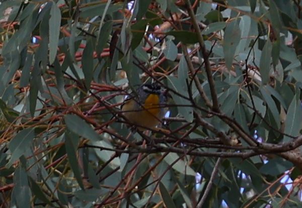 Pardalote