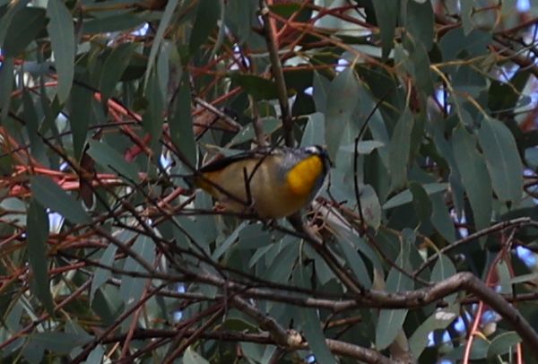 Pardalote