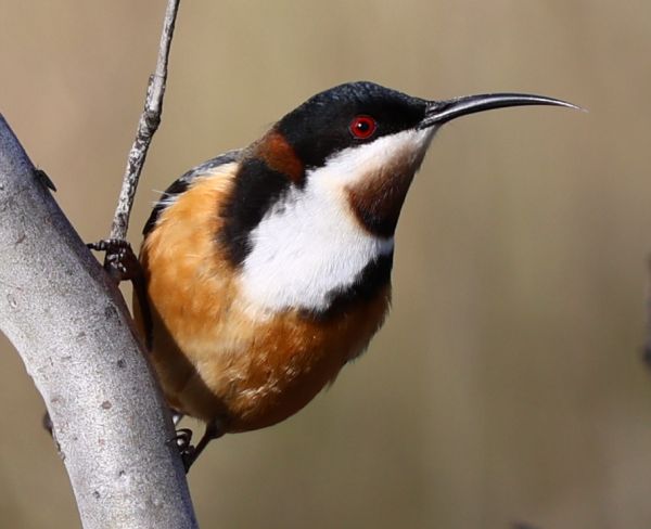 Spinebill