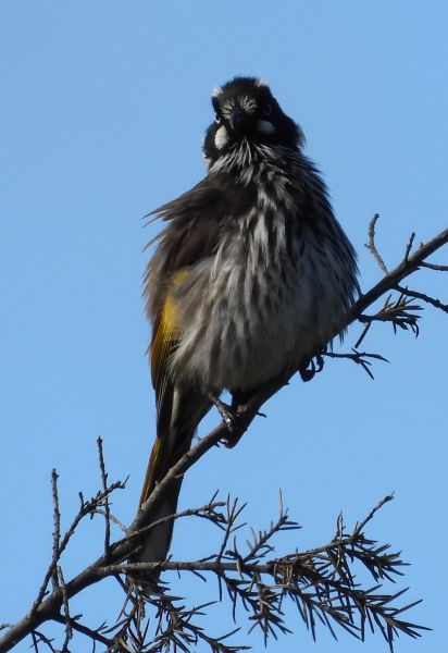 New Holland honeyeater