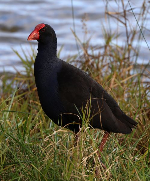 Purple swamphen