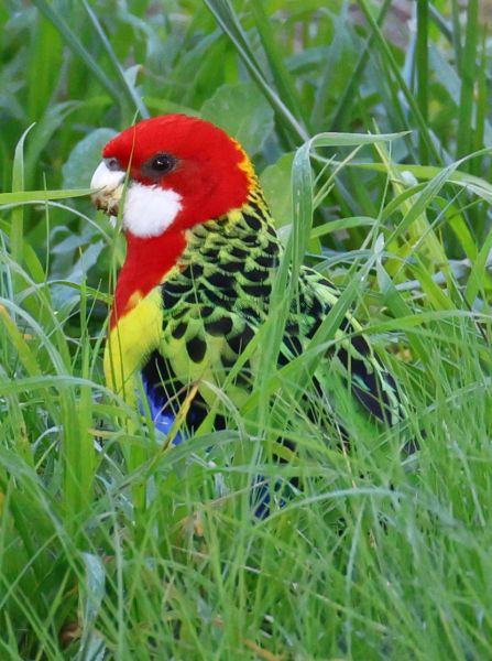 Eastern rosella