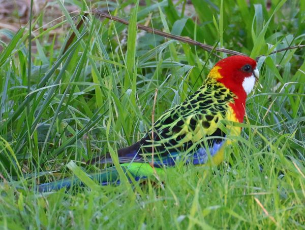 Eastern rosella