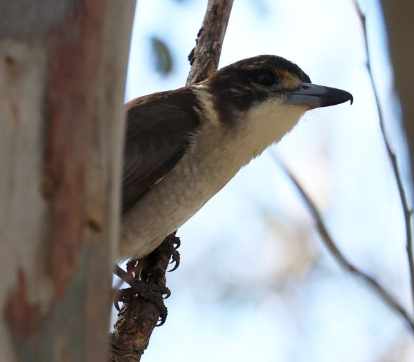 Grey butcherbird