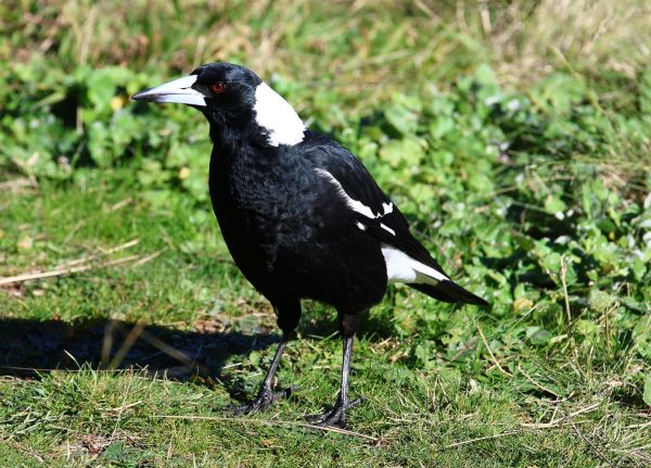 Magpie