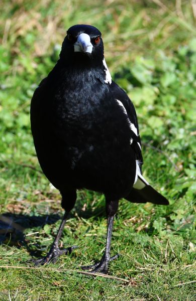 Magpie