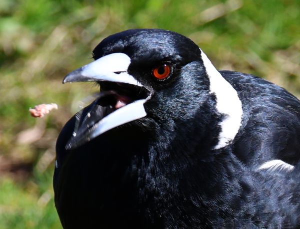 Magpie
