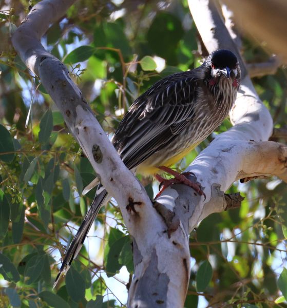 Red wattlebird
