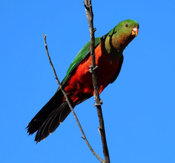 King parrot