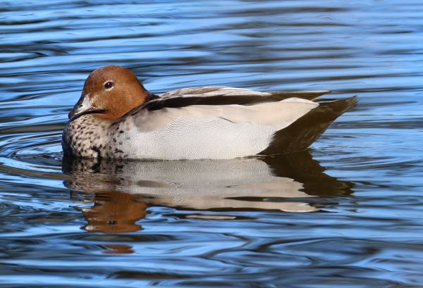 Wood duck