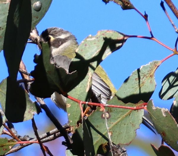 Brownheaded honeyeater