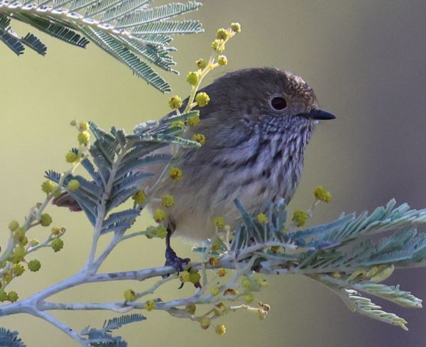 Brown thornbill