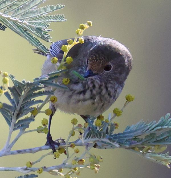 Brown thornbill