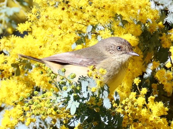 Buff rumped thornbill