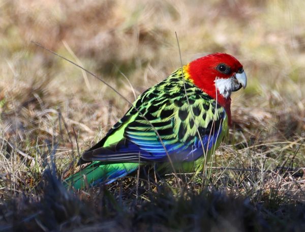 Eastern rosella