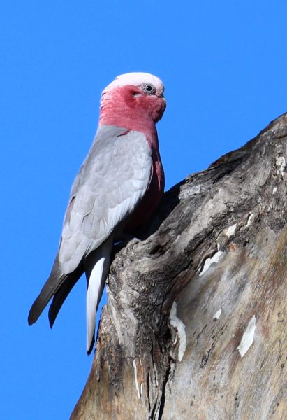 Galah nesting
