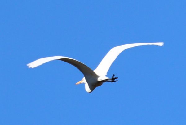 Great egret