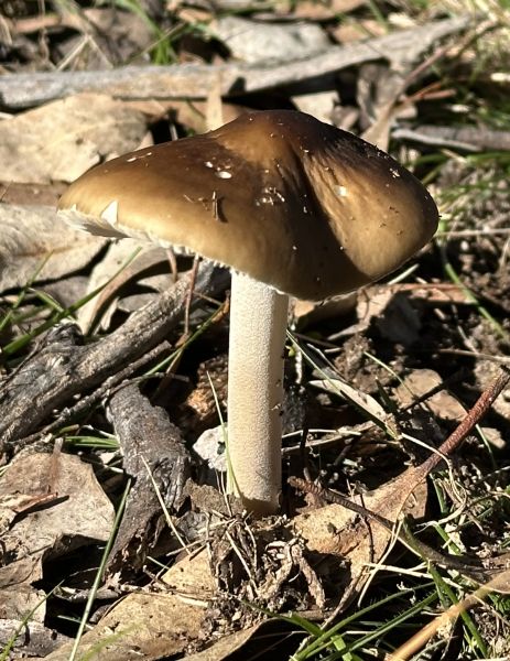Mushroom