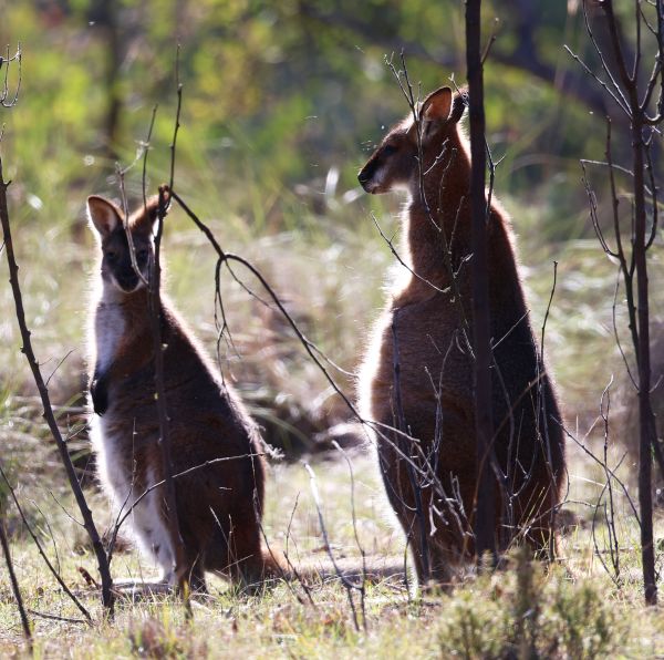 Red-necked wallabies
