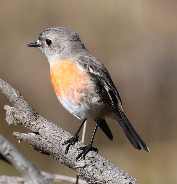 Scarlet robin (female)