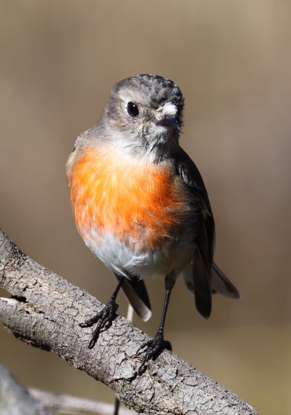 Scarlet robin (female)