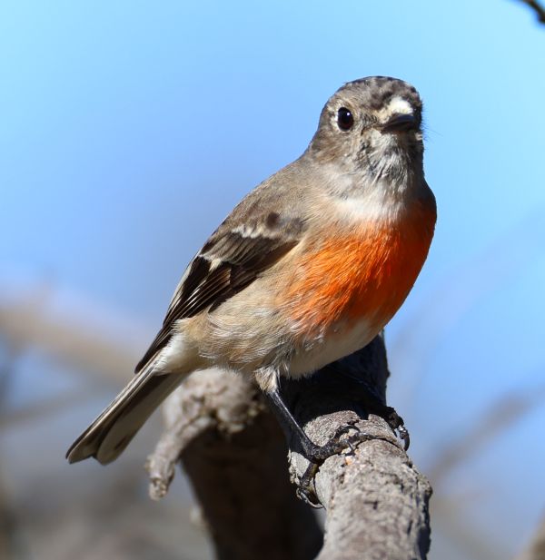 Scarlet robin (female)