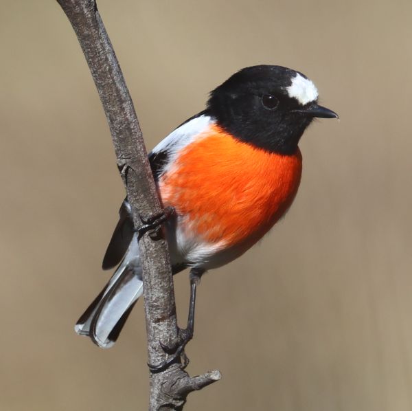 Scarlet robin (male)