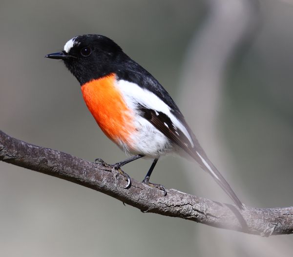 Scarlet robin (male)