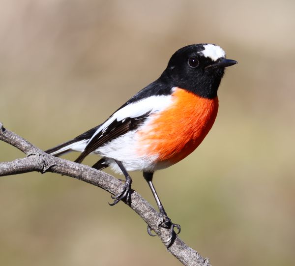 Scarlet robin (male)