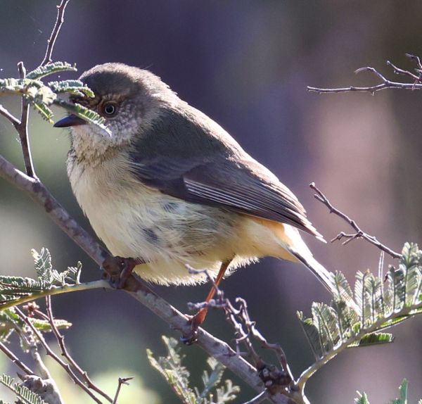 Thornbill