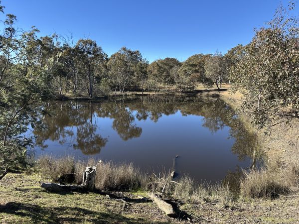 Mulligans Flat upper pond