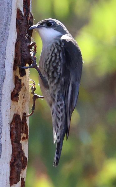 White-throated treecreeper