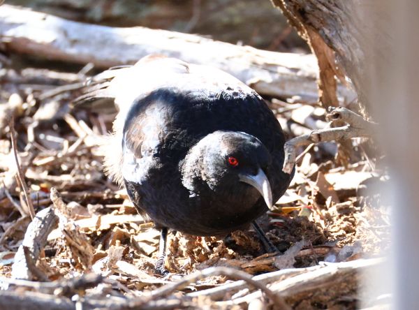 White winged chough