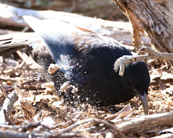 White winged chough