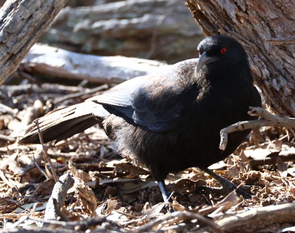 White winged chough