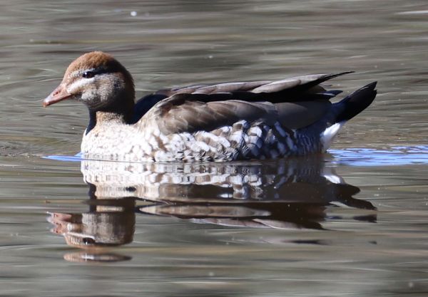 Wood duck