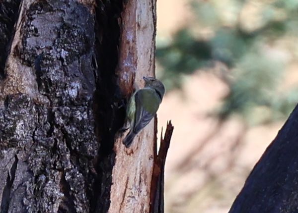 Mystery bird