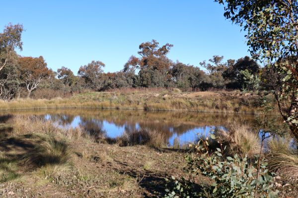 Pond