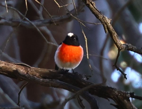 Scarlet robin