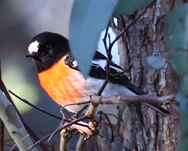 Scarlet robin