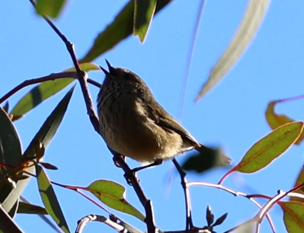 Thornbill